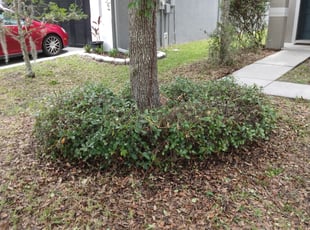 Bush Trimming by Kenneal Stewart for Jessica -. in Wesley Chapel, FL