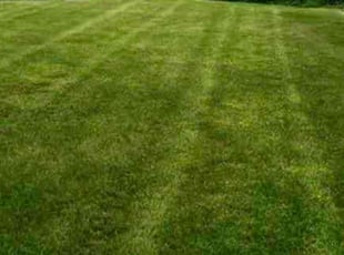 Mulching by Clifton Gordon for Leandro E. in Lake Worth, FL