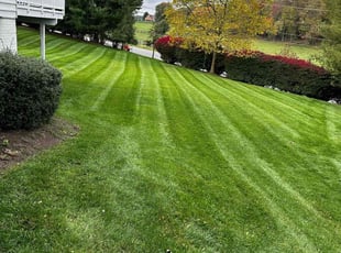 Lydia G.'s Lawn Care service result