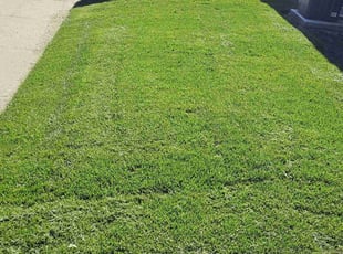 Syed H.'s Lawn Mowing Service service result