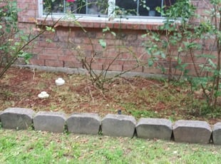 Weeding by Fernando Gonzalez Jr for Dau T. in Grand Prairie, TX