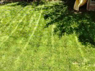 Dalton M.'s Lawn Care service result