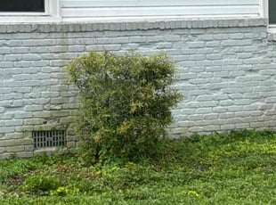 Matthew H.'s Bush Trimming service result
