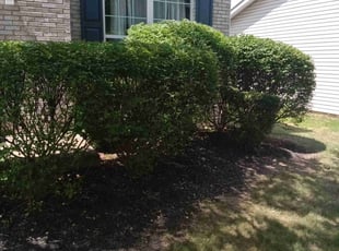 Bush Trimming by Detrice Parker for Marshawn W. in Indianapolis, IN