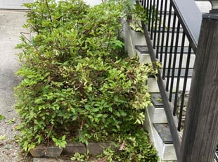 Bush Trimming by Detwan Marshall for Christina T. in Powder Springs, GA
