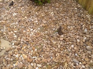 Weeding by Donovan Perry for Jessica L. in Katy, TX