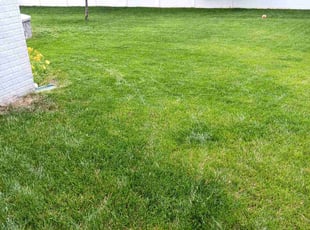 Steven A.'s Grass Cutting service result