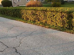 Bush Trimming by Dimas Lopez for Kim P. in Baltimore, MD