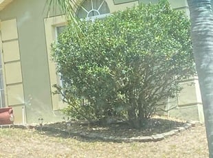 Bush Trimming by Nathan Massey for Frank C. in Davenport, FL