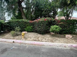 Bush Trimming by Jose Olivares for Mr C. in Los Angeles, CA