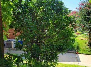 Bush Trimming by Edwin Villagran for Maurice C. in Silver Spring, MD