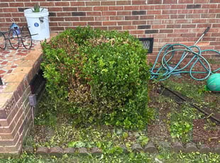 Bush Trimming by Mitchell Kendall for Otha J. in Huntsville, AL