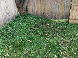 Cleanups by Cory Fischer for Paul M. in Minneapolis, MN