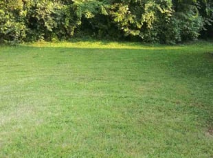 Cate C.'s Grass Cutting service result
