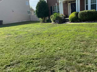 Alycia B.'s Yard Cutting service result