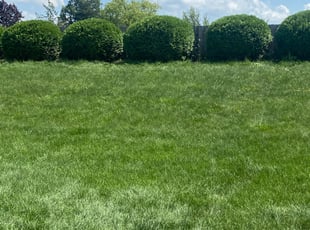 Bush Trimming by Alex Salazar for Lindsay F. in Antioch, IL