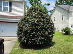 Bush Trimming by Rodney Rhone for shirley b. in Columbia, SC