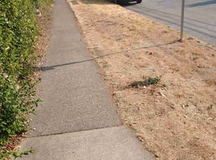 Leaf Removal by Dana Knickerbocker for Alexander S. in Seattle, WA