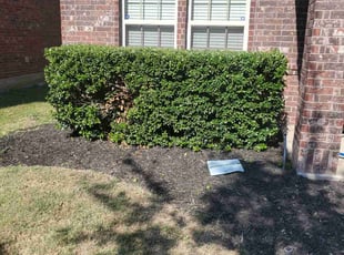 Bush Trimming by Miguel Perez for Amanda B. in Frisco, TX