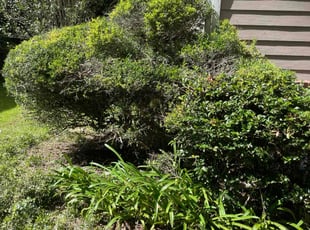 Bush Trimming by Herschell Bradley for Mary G. in Tallahassee, FL