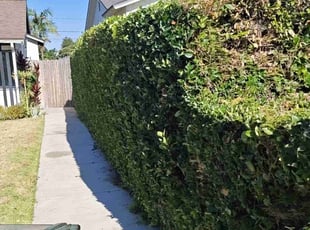 Bush Trimming by Hector Patricio for Suzy C. in Monrovia, CA