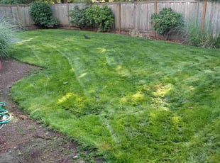 Erica W.'s Lawn Mowing service result