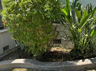 Bush Trimming by Fernando Gomez Rodriguez for Cherida A. in Los Angeles, CA