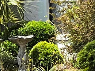 Bush Trimming by dennis Staria for Kathleen F. in Dunnellon, FL