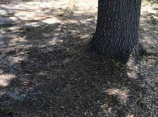 Leaf Removal by Ramon Santiago for Geinyly D. in Kissimmee, FL