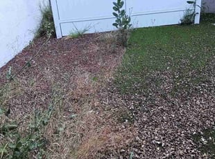 Bush Trimming by Miguel Montes for Jonathan A. in Los Angeles, CA