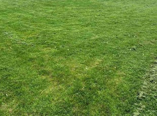 Elizabeth S.'s Grass Cutting service result