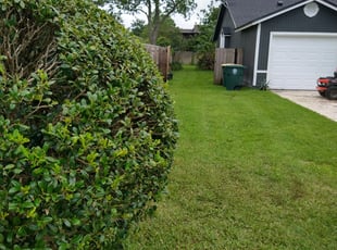 Bush Trimming by Will Rich for Juan C. in Jacksonville, FL