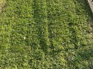 Kathy G.'s Lawn Care service result