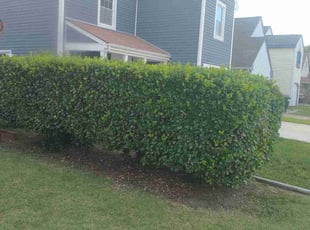 Bush Trimming by Siobahn Mattox for Janis S. in Virginia Beach, VA