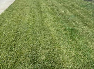 Javier P.'s Lawn Service service result