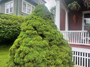 Bush Trimming by Mathew Benham for Tom H. in Syracuse, NY