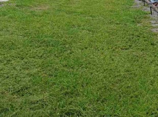 Lee E.'s Yard Cutting service result