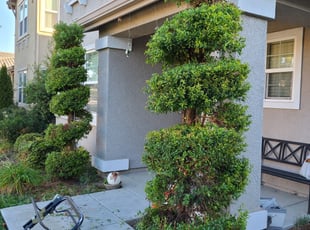 Bush Trimming by Juan Rodriguez for Kathryn F. in Elk Grove, CA