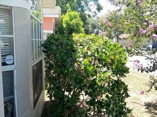 Bush Trimming by Carl Ridle for Lekaba L. in Apopka, FL