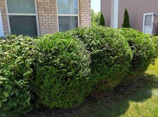 Bush Trimming by Jeremy Stephens for Will W. in Indianapolis, IN
