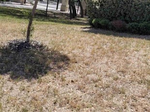 Leaf Removal by Aurian Medina for Mitchell B. in San Antonio, TX