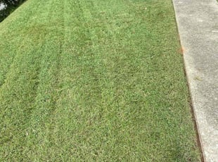 Jamelle A.'s Yard Cutting service result