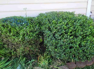 Bush Trimming by Rose Valle for Yisell S. in Bristow, VA