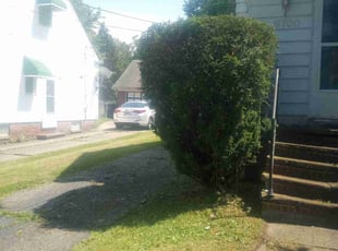 Bush Trimming by Christian Rivera for Tanesha B. in Cleveland, OH