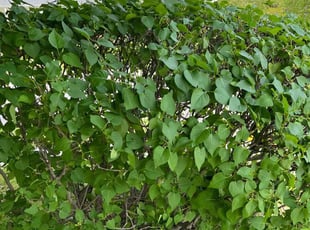 Bush Trimming by Dimas Lopez for Angel O. in Glen Burnie, MD
