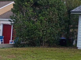 Bush Trimming by Willie Carmichael Jr for Marquita L. in Orlando, FL