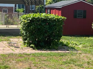 Bush Trimming by Jessica Porter for Maxine L. in Washington, DC