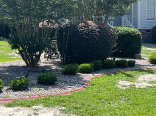 Bush Trimming by Jaczuile Pegues for Alexus H. in Elgin, SC