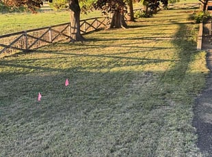 Ellen S.'s Grass Cutting service result
