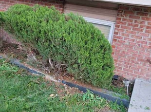 Bush Trimming by Kevin Johnson for Caroline K. in Denver, CO
